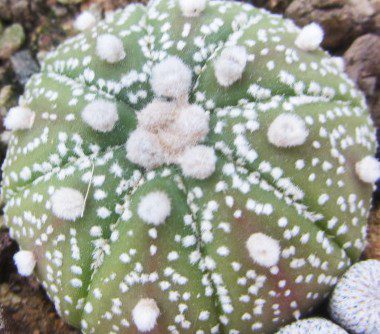 Astrophytum <br>asterias 