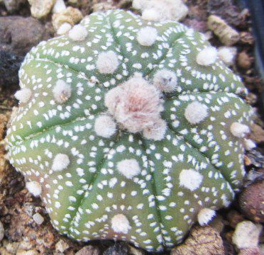 Astrophytum <br>asterias kabuto