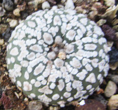 Astrophytum <br>asterias kabuto