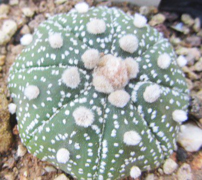 Astrophytum <br>asterias 