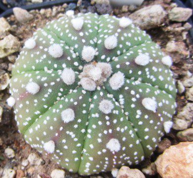 Astrophytum <br>asterias 