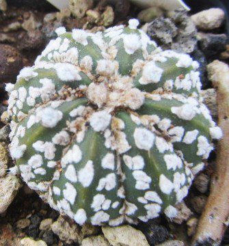 Astrophytum <br>asterias kabuto x capas