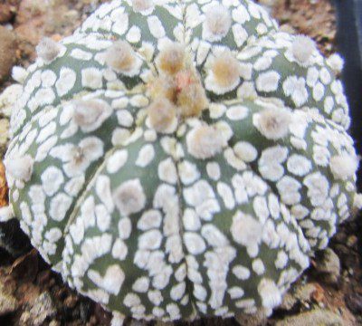 Astrophytum <br>asterias kabuto
