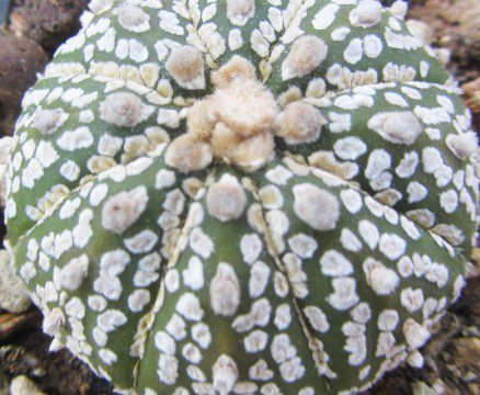 Astrophytum <br>asterias kabuto