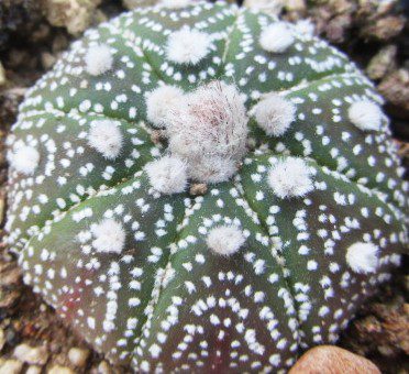Astrophytum <br>asterias f.ma