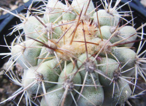 Copiapoa <br>aff grandiflora