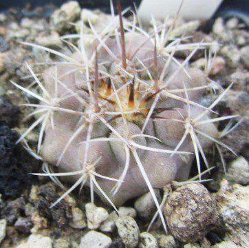 Copiapoa <br>grandiflora f.ma