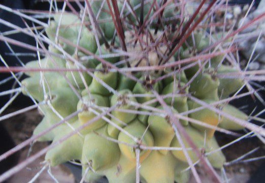 Thelocactus <br>rinconensis