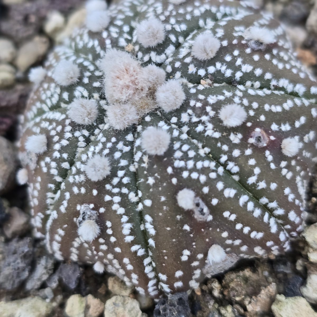 Astrophytum <br>asterias 
