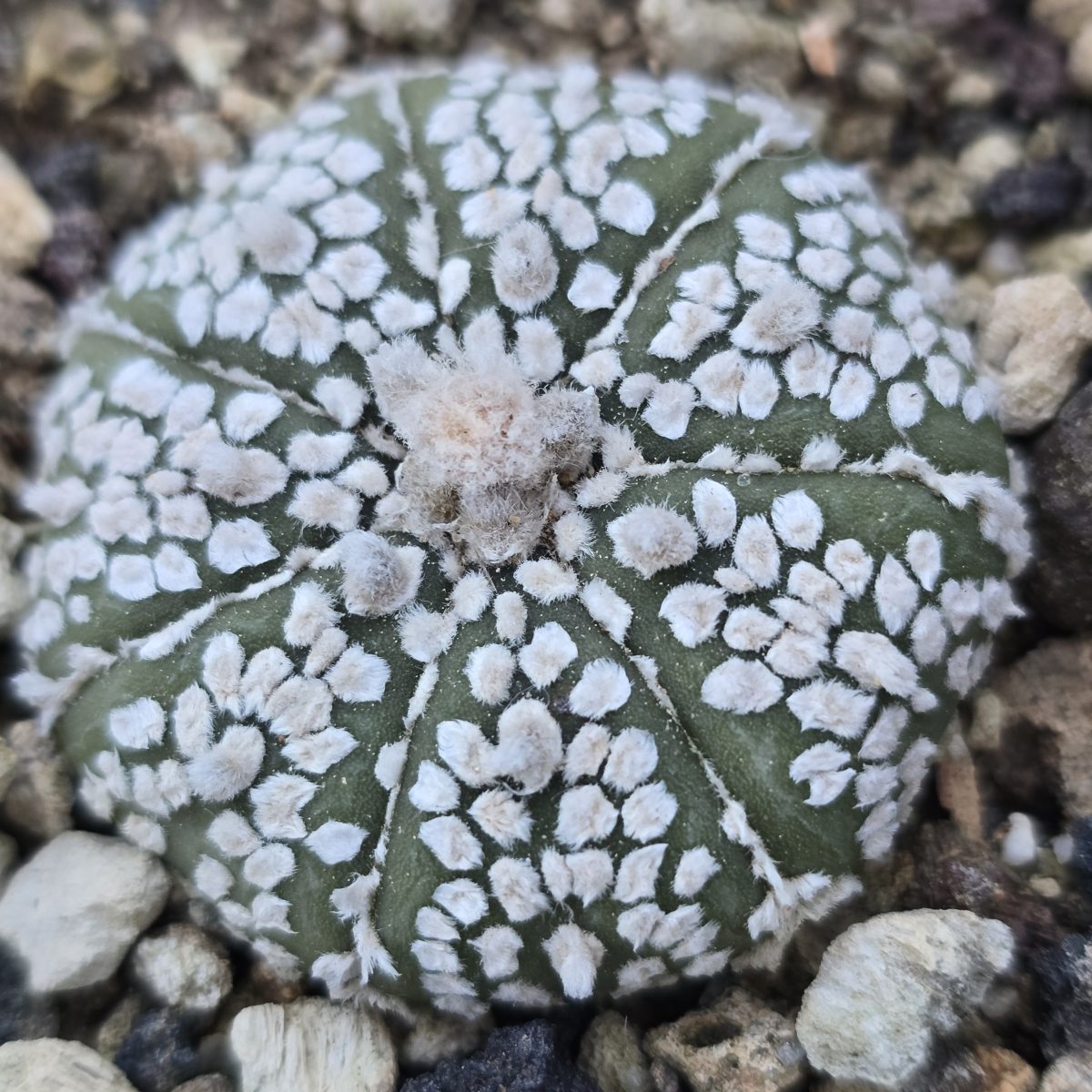 Astrophytum <br>asterias kabuto