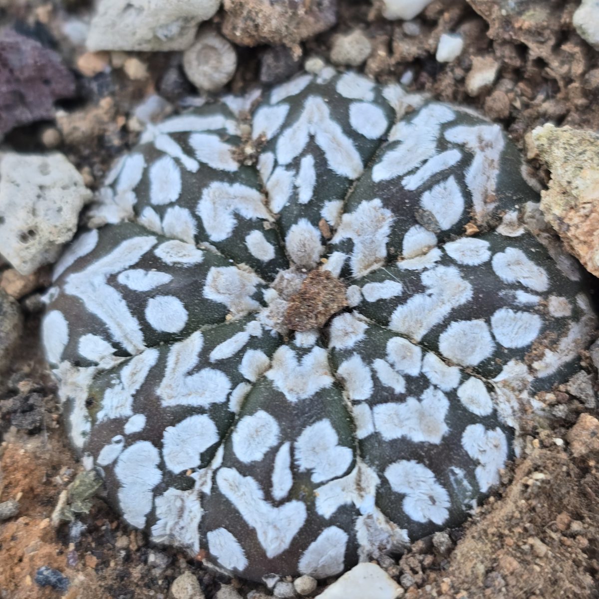 Astrophytum <br>asterias kabuto