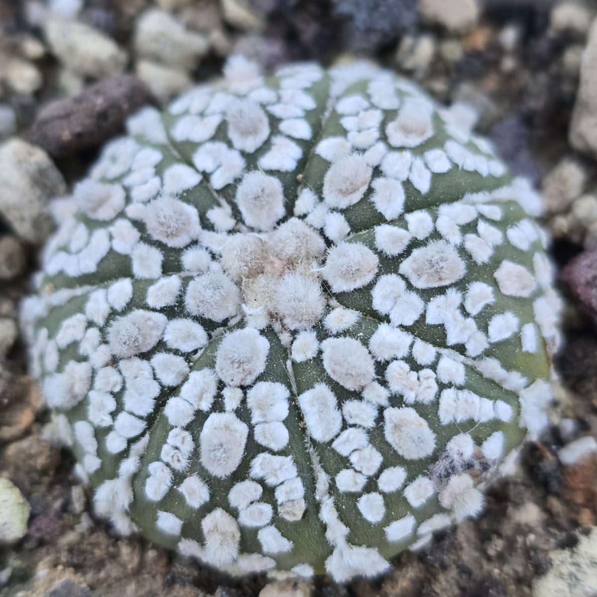 Astrophytum <br>asterias kabuto