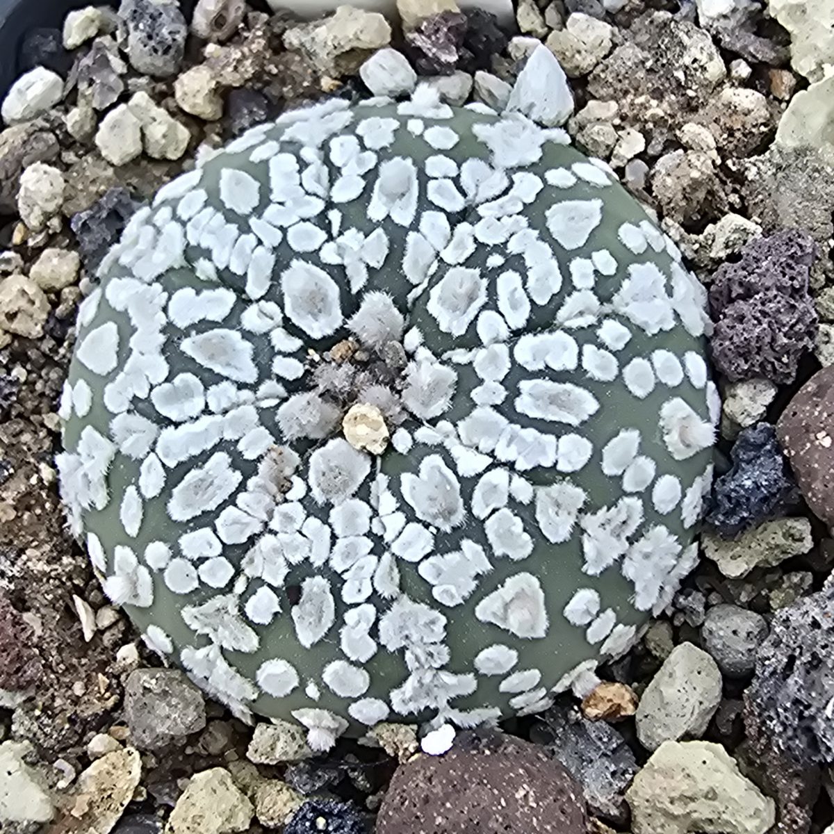 Astrophytum <br>asterias kabuto