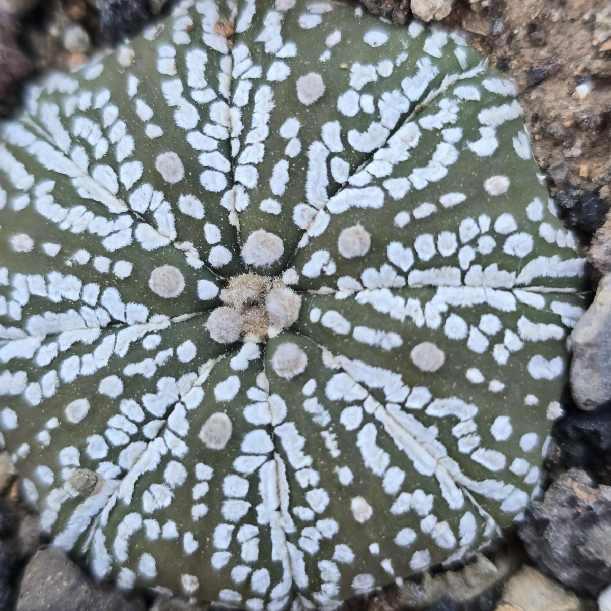 Astrophytum <br>asterias kabuto