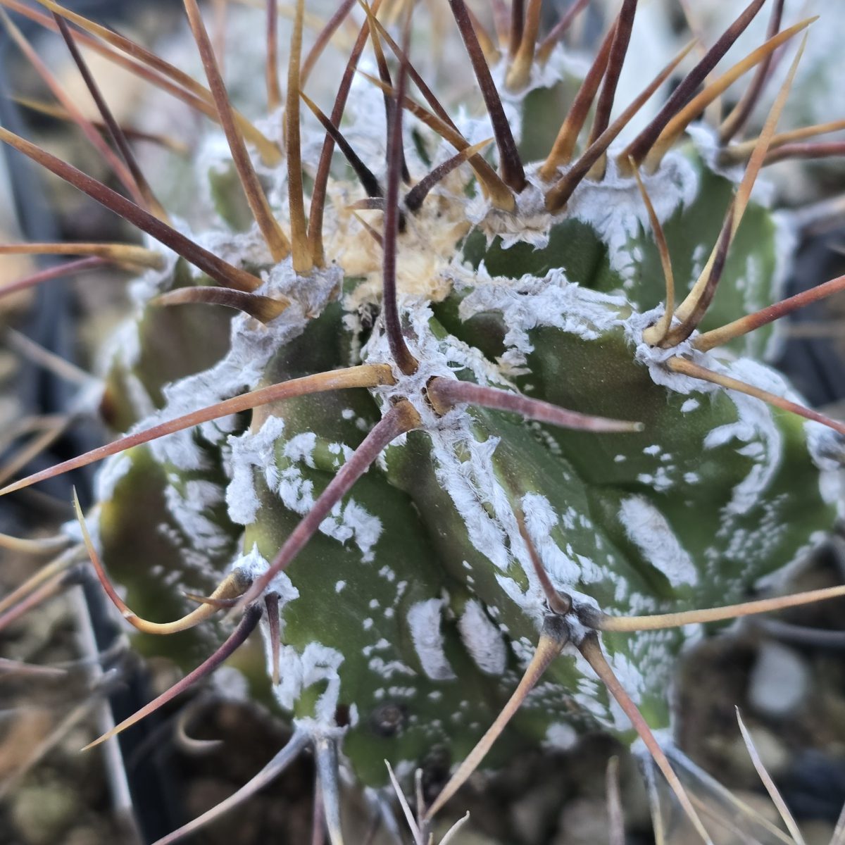 Astrophytum <br>ornatum cv fukuryu 