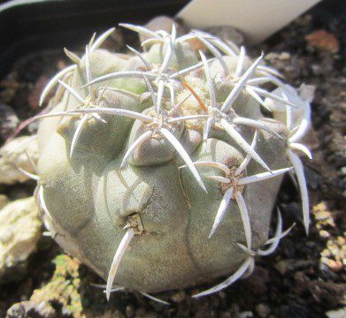 Copiapoa <br>coquimbana vallenarensis