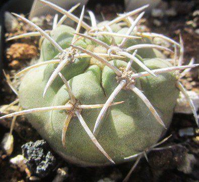 Copiapoa <br>coquimbana vallenarensis