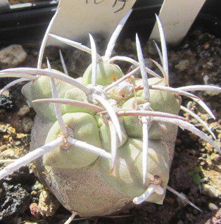 Copiapoa <br>coquimbana vallenarensis
