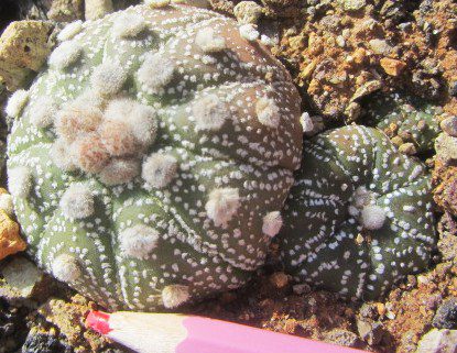 Astrophytum <br>asterias forma