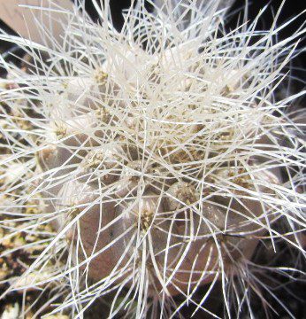 Copiapoa <br>scopulina
