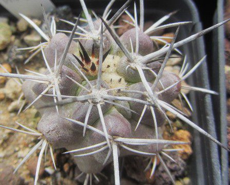 Copiapoa <br>echinata forma