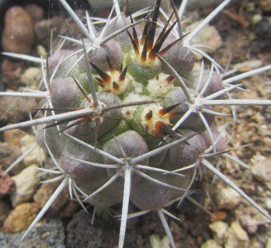 Copiapoa <br>echinata forma