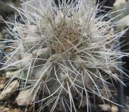 Copiapoa <br>scopulina