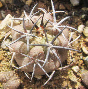 Copiapoa <br>echinoides