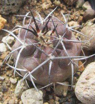 Copiapoa <br>echinoides
