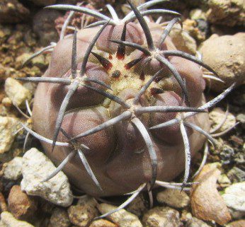 Copiapoa <br>echinoides