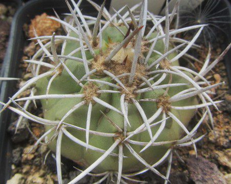 Copiapoa <br>echinata / echinoides 