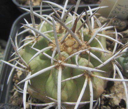 Copiapoa <br>echinata / echinoides
