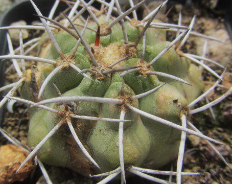 Copiapoa <br>echinata / echinoides