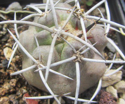 Copiapoa <br>echinata / echinoides