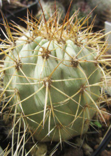 Copiapoa <br>haseltoniana fma