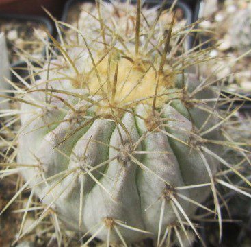Copiapoa <br>haseltoniana fma