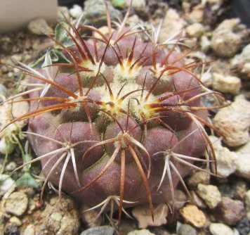 Copiapoa <br>