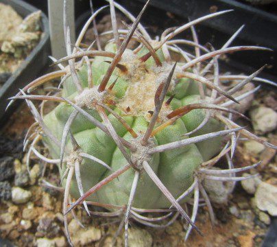Copiapoa <br>solaris