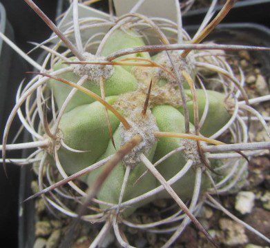 Copiapoa <br>solaris