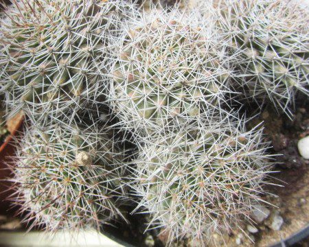 Mammillaria <br>brandegei gabbii