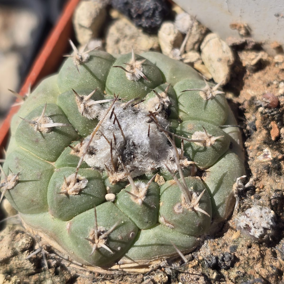 Turbinicarpus <br>lophophoroides