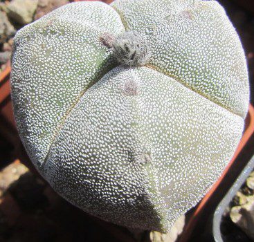 Astrophytum <br>myriostigma  tricostato