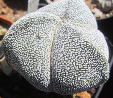 Astrophytum <br>myriostigma  tricostato onzuka
