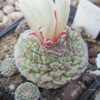 Strombocactus <br>disciformis