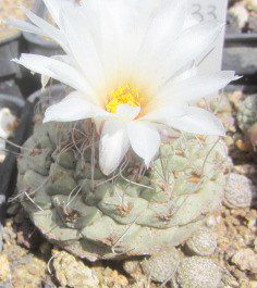 Strombocactus <br>disciformis