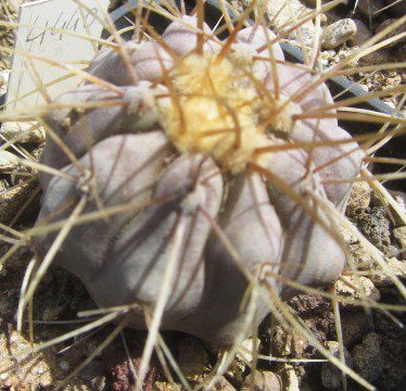 Copiapoa <br>haseltoniana aff tenebrosa