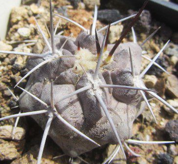 Copiapoa <br>fiedleriana
