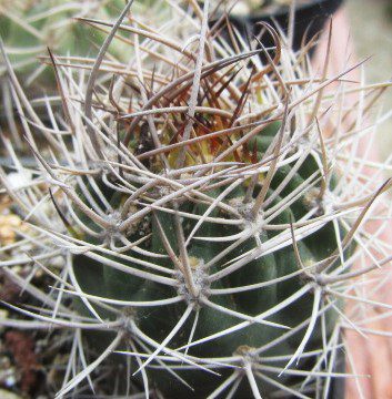 Acanthocalycium <br>thionanthum fma