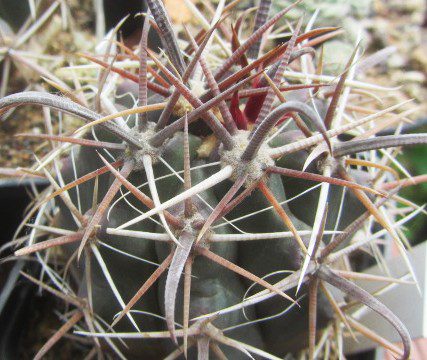 Ferocactus <br>santamaria