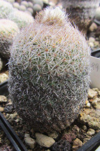 Epithelantha <br>greggii